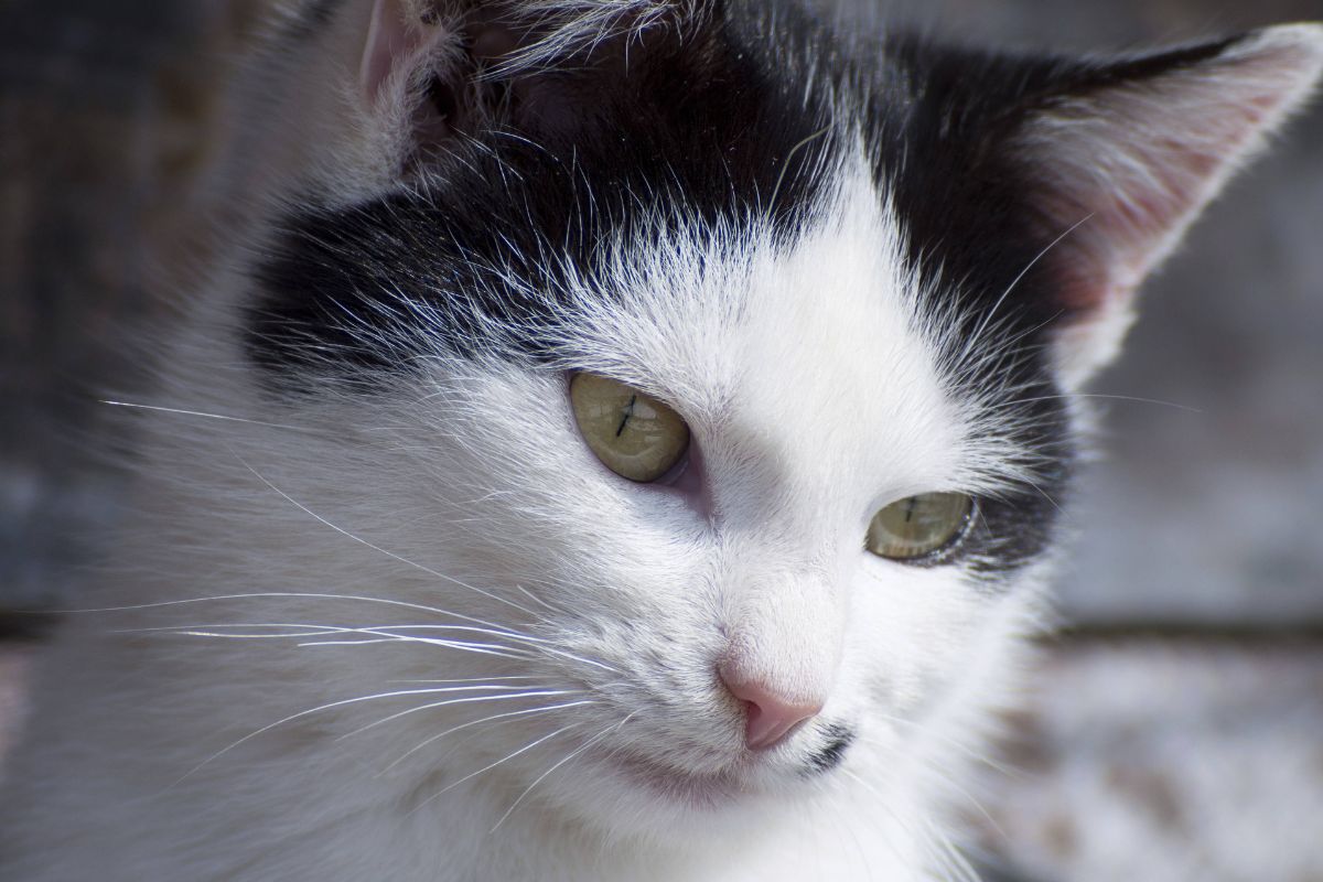 Katze leidet in NRW-Tierheim – „Tut uns in der Seele weh“