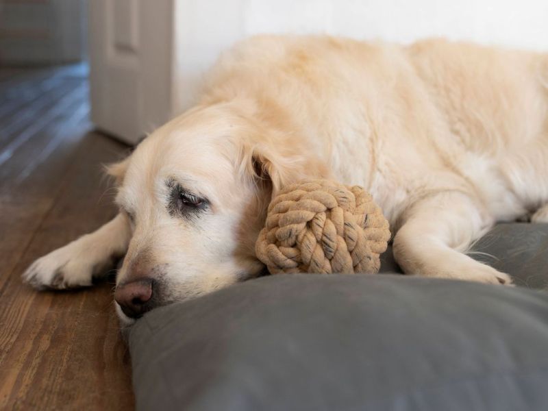 Hund darf nicht mit in den Urlaub? Das sollten Halter vor ihrer Reise wissen