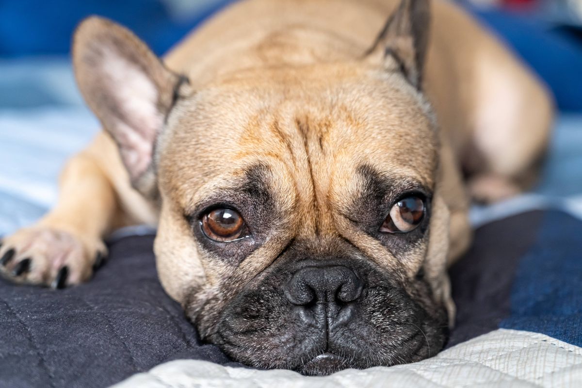 Weil-Geld-f-r-OP-fehlt-Hund-aus-NRW-soll-eingeschl-fert-werden-Tier-rztin-handelt-sofort