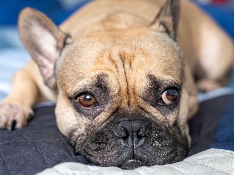 Weil Geld für OP fehlt! Hund aus NRW soll eingeschläfert werden – Tierärztin handelt sofort