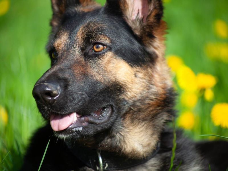 Hund aus Oberhausen beschlagnahmt – Besitzer fassungslos: „Ich bin verzweifelt“