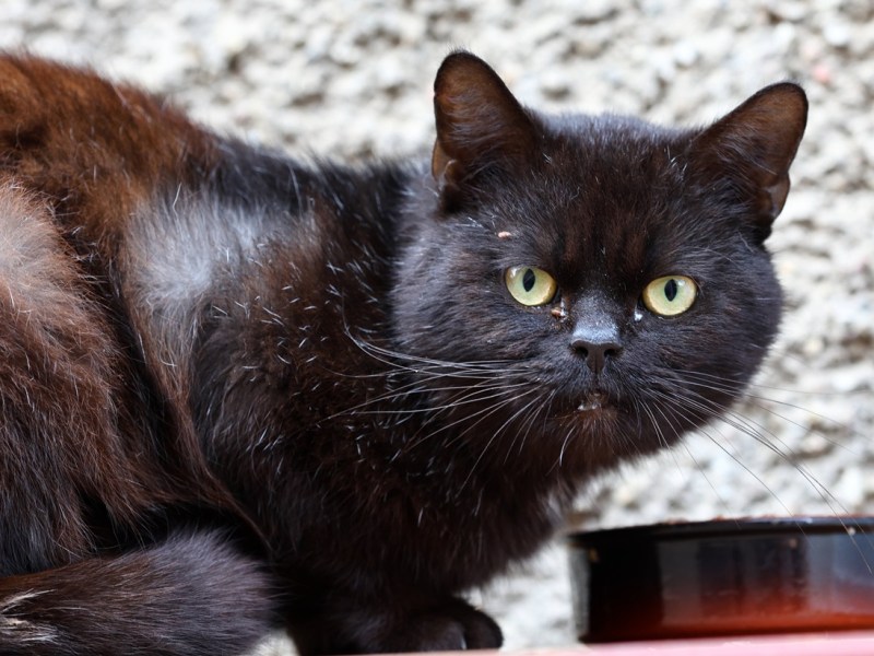 Katze in Wald ausgesetzt – Blick in Transportbox entsetzt NRW-Tierheim: „Abartig“
