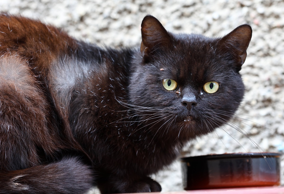 Katze in Wald ausgesetzt – Blick in Transportbox entsetzt NRW-Tierheim: „Abartig“