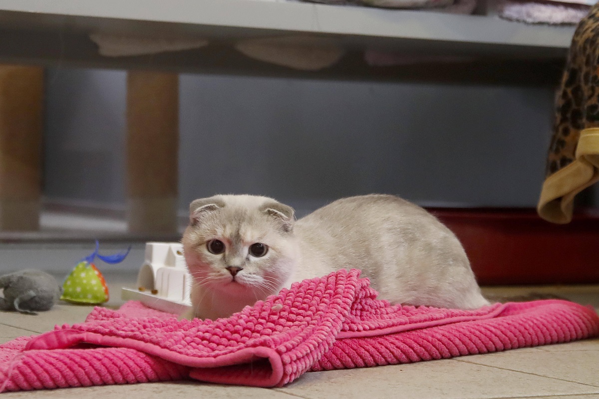 NRW-Tierheim röntgt Katze – die Bilder sind erschreckend