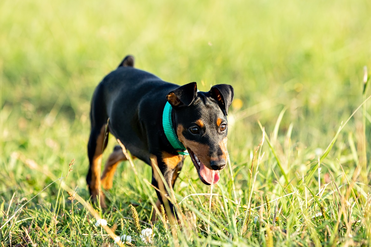 NRW-Tierheim vermittelt Hund – als herauskommt, wo er sich jetzt herumtreibt, sind die Pfleger sprachlos