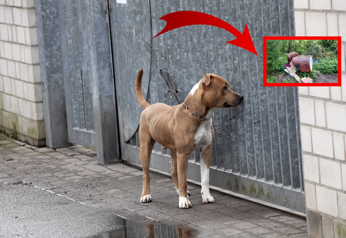 Tierheim in NRW fassungslos über „Geschenk“ vor dem Tor – auch Bürgermeister schimpft: „Sauerei“