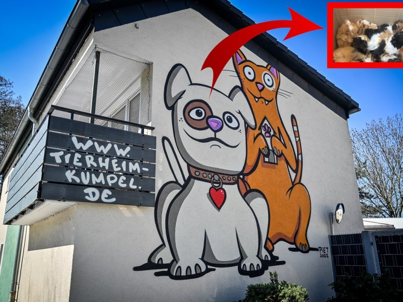 Tierheim Essen öffnet Karton – der Inhalt macht sprachlos: „Oh mein Gott!“