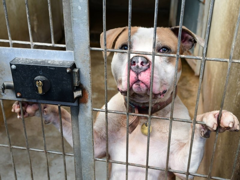 Tierheim in NRW vermittelt Angsthund – 8 Jahre später bekommen Tierpfleger Post