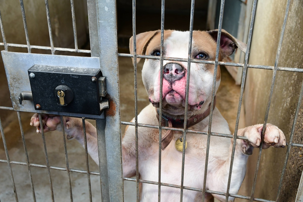 Tierheim in NRW vermittelt Angsthund – 8 Jahre später bekommen Tierpfleger Post