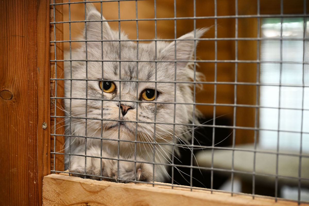 Kater landet in Tierheim in NRW – Blick auf seinen Schwanz offenbart ganzes Ausmaß