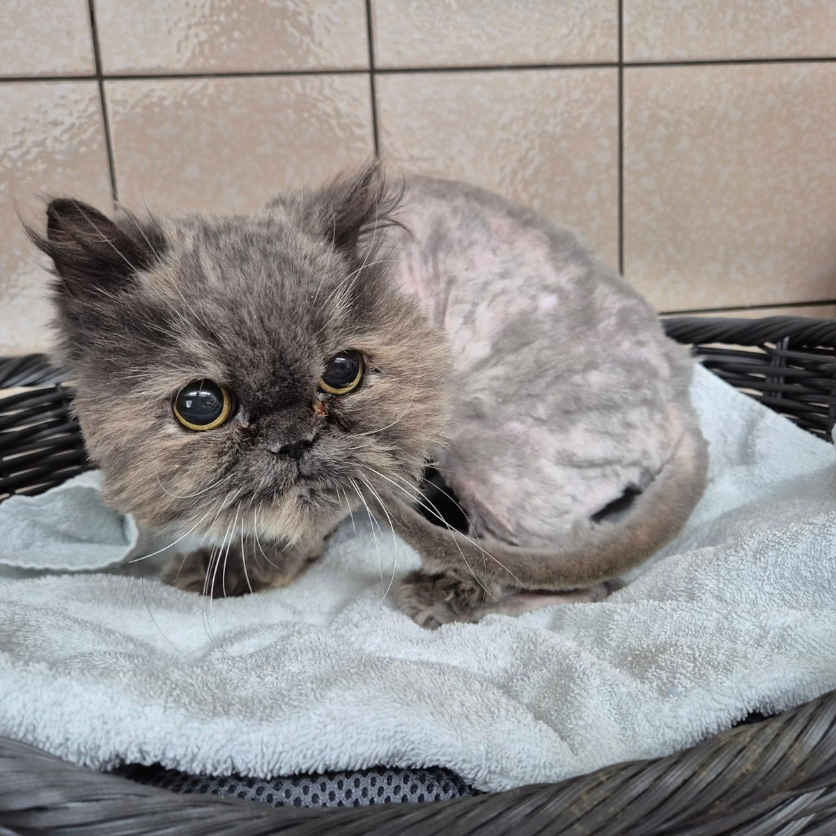 Tierheim in NRW: Katzen-Schicksal gibt allen zu denken – „So etwas darf nicht sein“