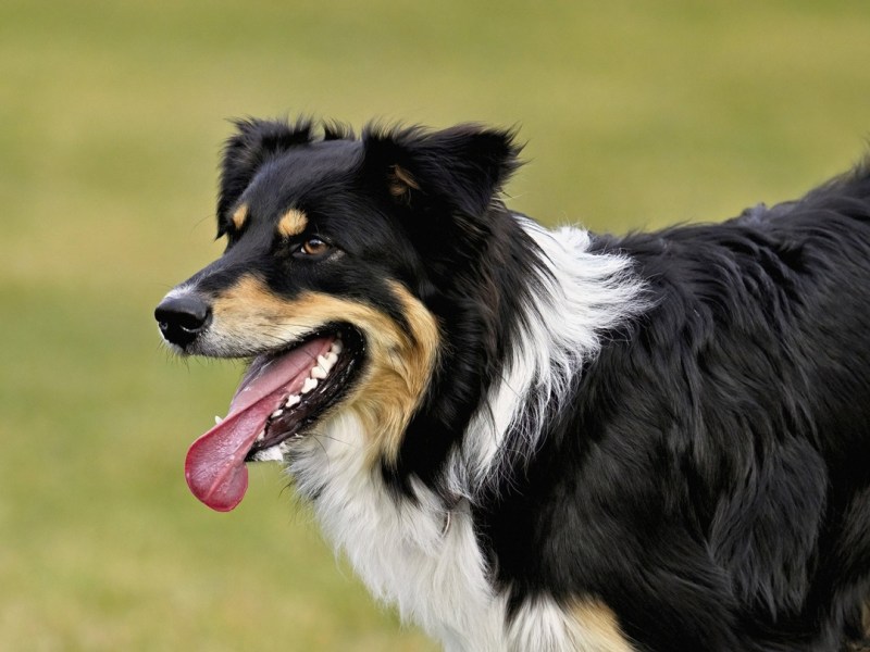 Tierheim in NRW: Familie gibt Hund direkt wieder ab – nun ist er „unsichtbar“