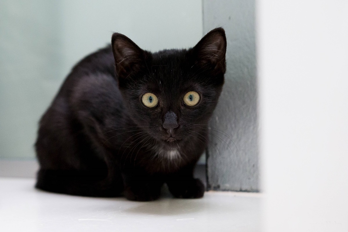 Tierheim in NRW nimmt Katze auf – als Pfleger mit Ex-Besitzer reden, wird ihnen ganz anders