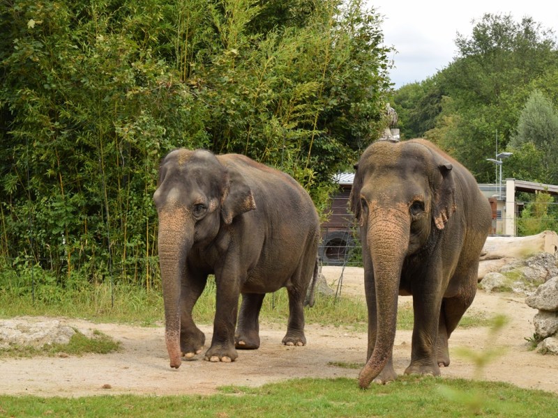 Tierpark München: Plötzlicher Notfall in TV-Sendung – Mitarbeitern bleibt keine Wahl