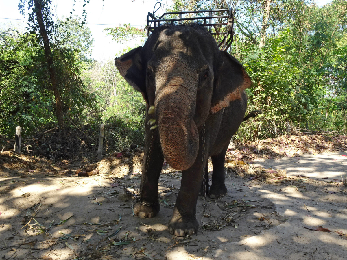 Urlaub in Thailand: Plötzlich steht Elefant vor Touristin – es kommt zu unfassbaren Szenen