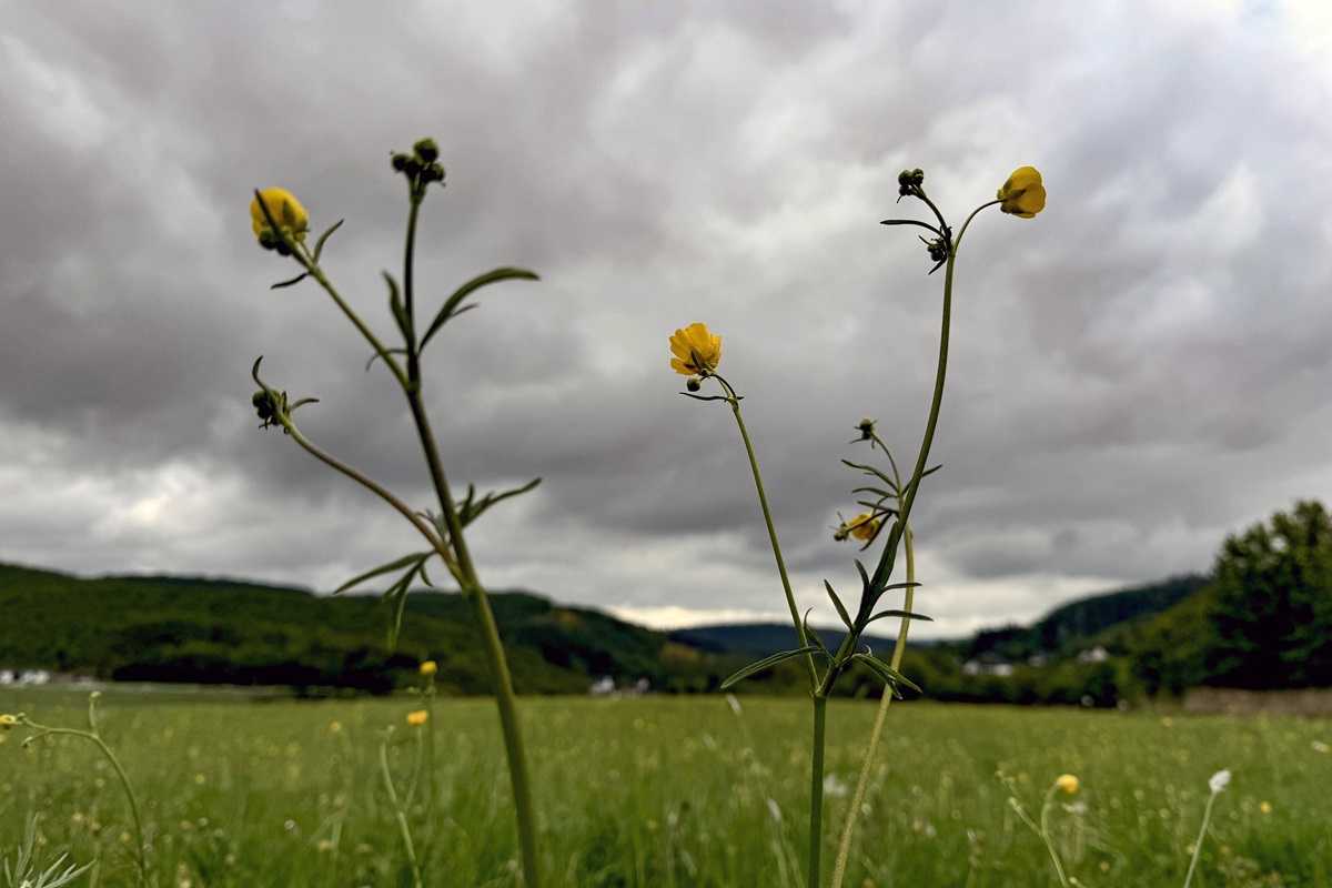Wetter in NRW: Nach Sturm und Gewittern geht es wieder rund – „Macht sich bemerkbar“