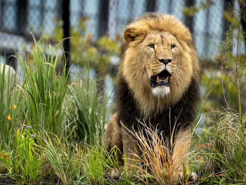 Zoo in NRW: Besucher-Liebling völlig verändert – „Richtig beeindruckend“