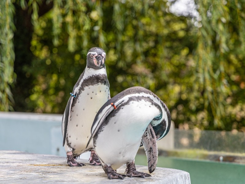Zoo-Pfleger aus NRW nimmt Pinguin mit nach Hause – kurz nach seiner Geburt wurde es sichtbar