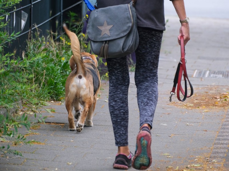 Bußgeld bis 1.000 Euro! Hunde-Besitzer in Duisburg schlackern bei neuen Plänen mit den Ohren