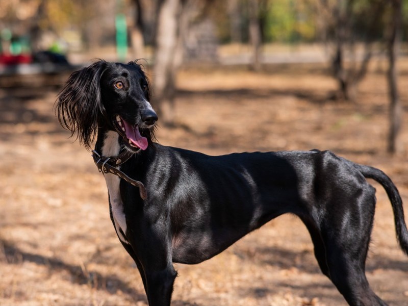 Hund nur noch Haut und Knochen – NRW-Tierheim verzweifelt an Familie