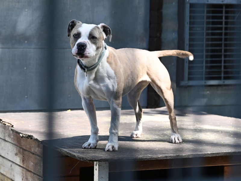 Hund verbringt sein halbes Leben im Tierheim – keiner will Martha