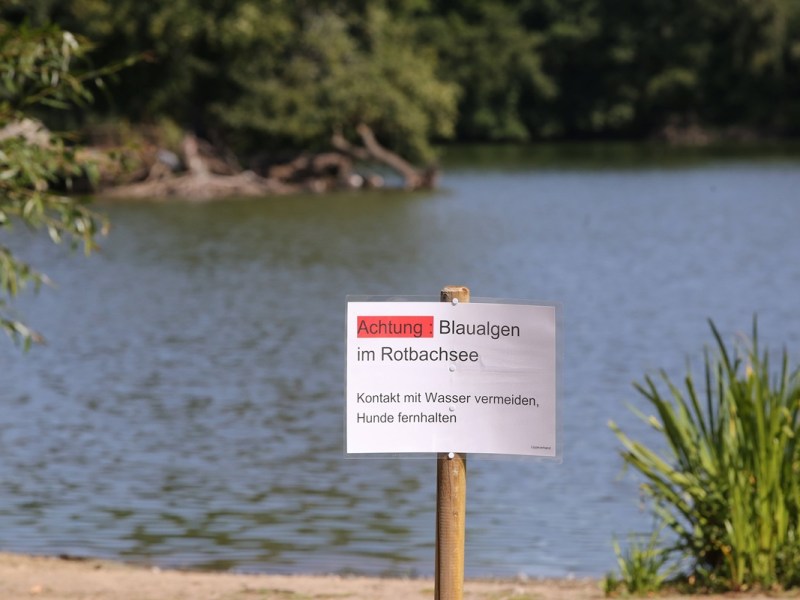 Tödliche Gefahr für Hunde in NRW – Stadt sperrt beliebten See