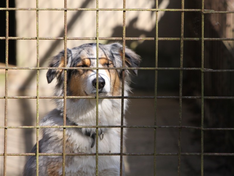 Hund im Park eingefangen – NRW-Tierheim liest seinen Chip aus und stöhnt: „Worst Case“