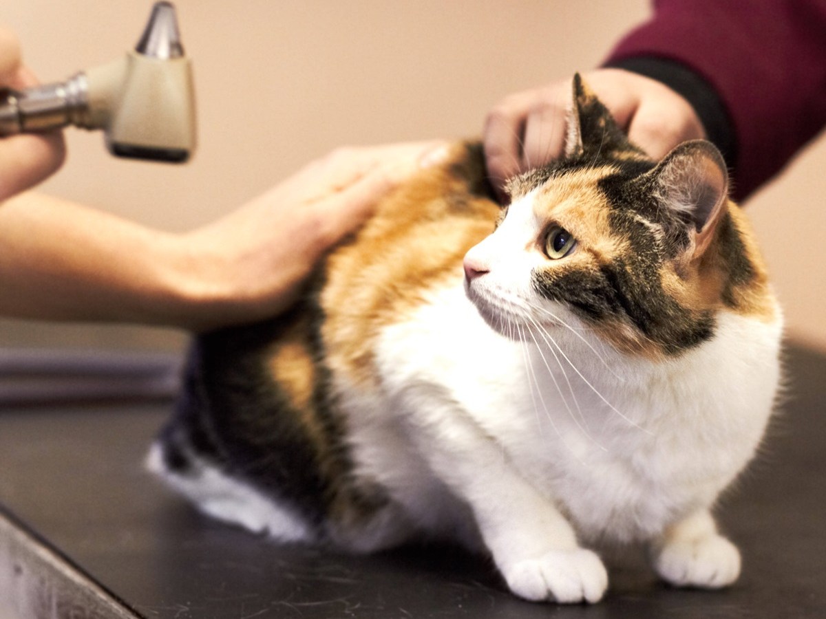 Tierheim in NRW rückt zu Katzen-Züchterin aus – „Das Haus war Horror“