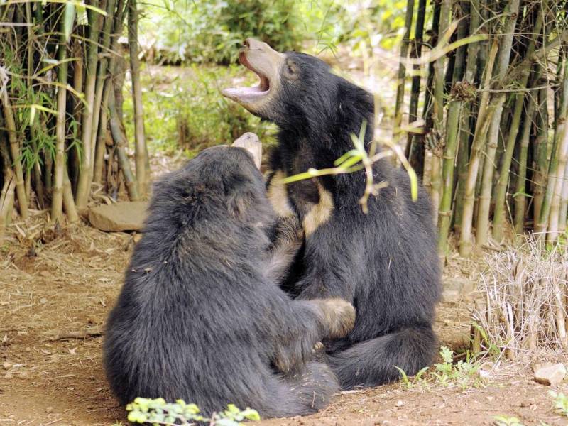 Zoo in NRW: Pikante Szenen im Gehege – Pfleger greifen sofort zur Kamera