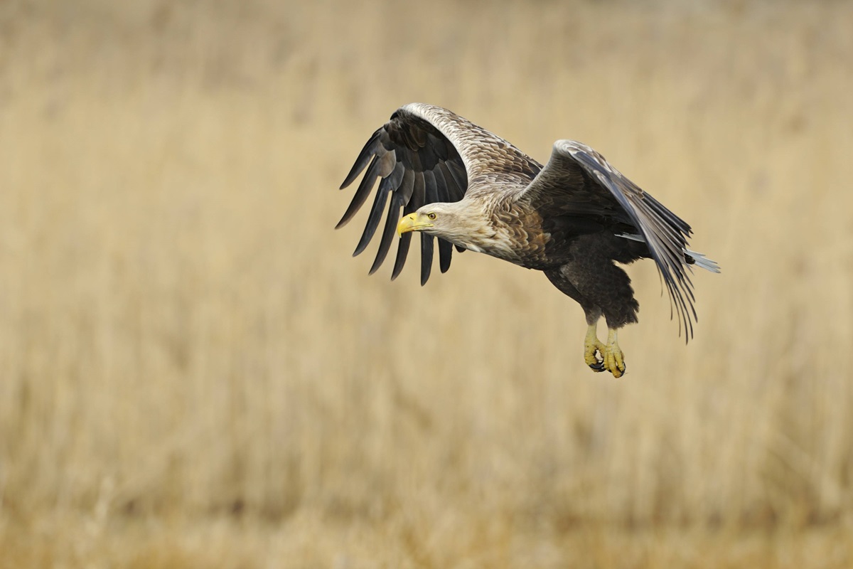 Mann-fotografiert-Seeadler-am-Rhein-in-Duisburg-irre-welchen-Moment-er-einf-ngt