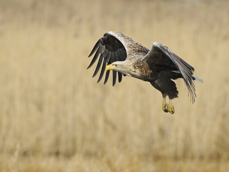 Mann fotografiert Seeadler am Rhein in Duisburg – irre, welchen Moment er einfängt