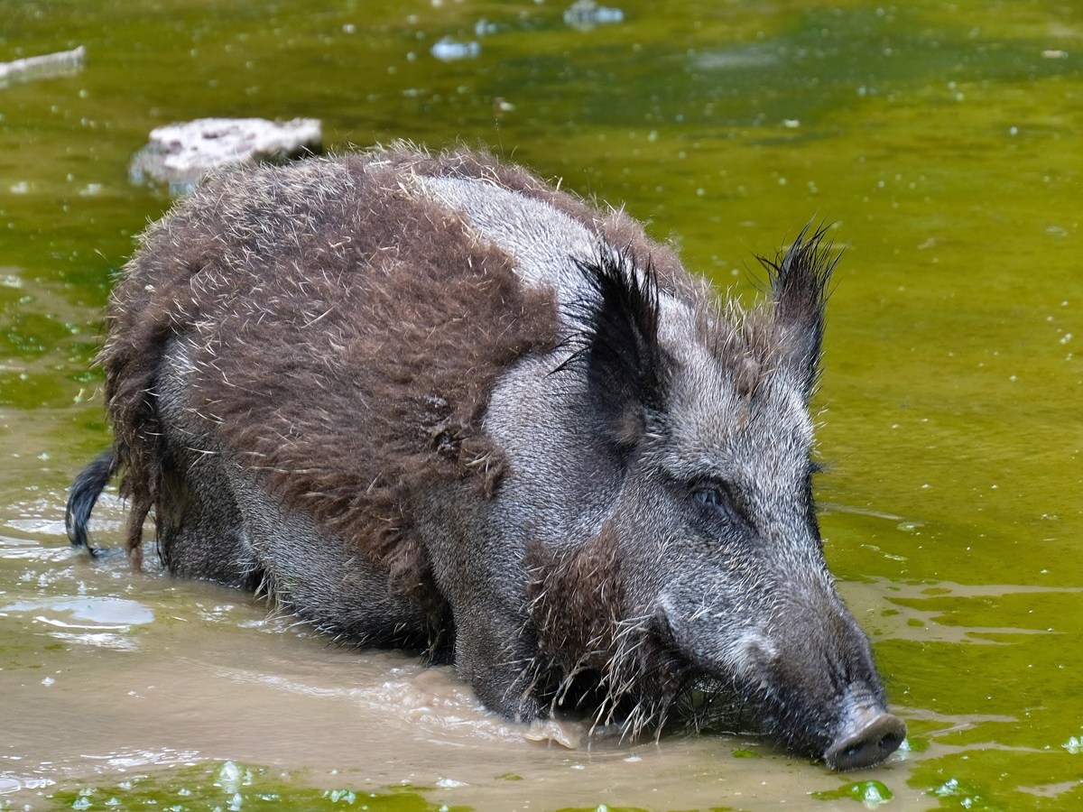 NRW