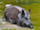 NRW