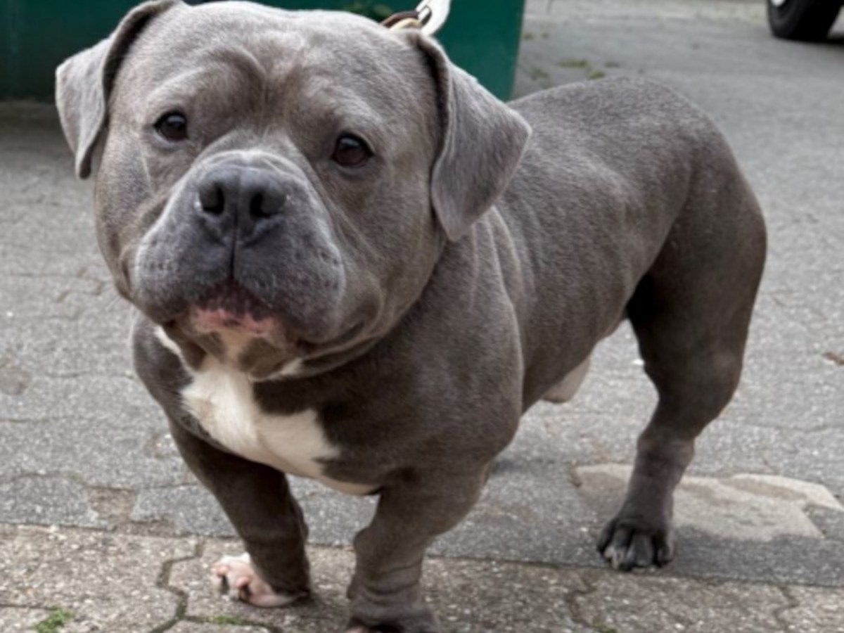 NRW: Tierheim-Pfleger blicken auf Beine von Hund – sie wissen direkt Bescheid