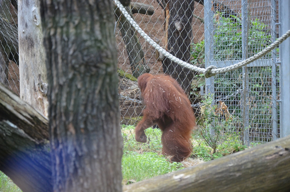 Wilde Tiere aus Zoo ausgebrochen – Besucher müssen in Sicherheit gebracht ...
