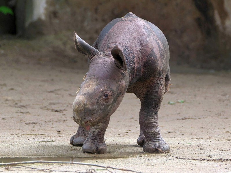 Zoo in NRW zeigt Fotos aus Gehege – Besucher gehen ab! „Frech“