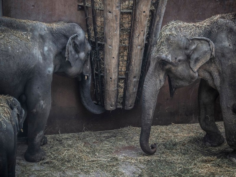Zoo in NRW zeigt Video aus Elefanten-Gehege – „Tränen in den Augen“