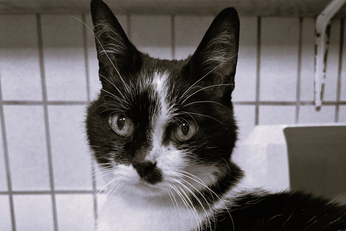 Kater-stirbt-nach-monatelangem-Kampf-in-NRW-Tierheim-Pfleger-trauern-Ein-furchtbares-Gef-hl-
