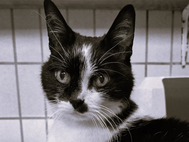 Kater kämpft in NRW-Tierheim monatelang um sein Leben – Pfleger trauern: „Ein furchtbares Gefühl“