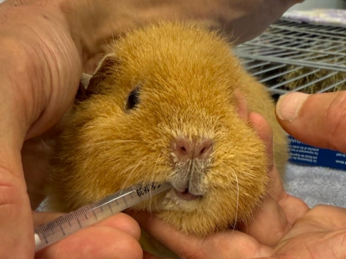 Tierheim in NRW tobt – liebenswerter Vierbeiner einfach im Karton ausgesetzt: „Abscheulich“