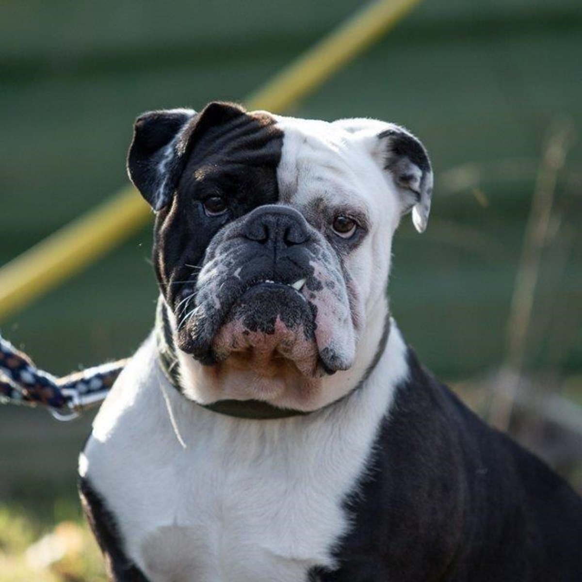 Tierheim Essen trauert um Hund – er zählte zu den absoluten Lieblingen