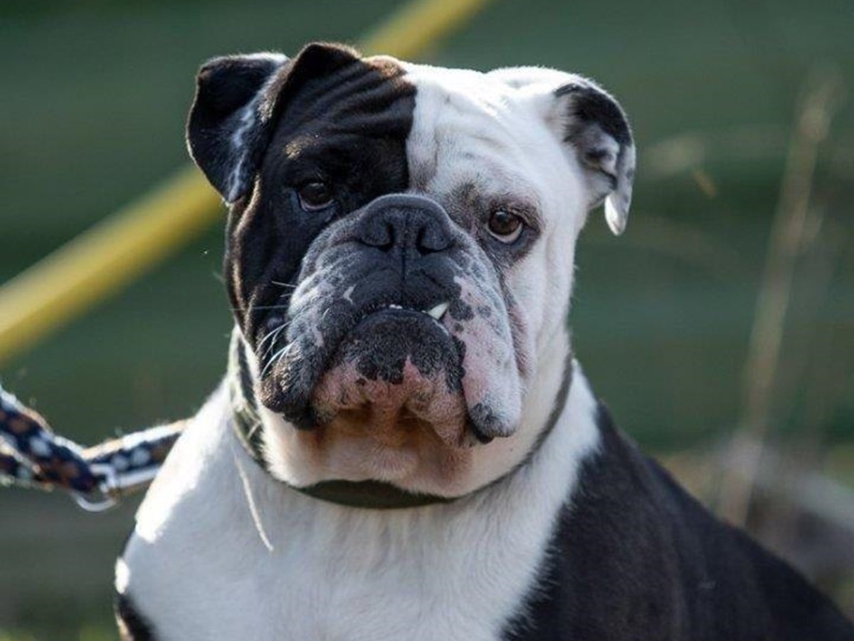 Tierheim Essen trauert um Hund – er zählte zu den absoluten Lieblingen