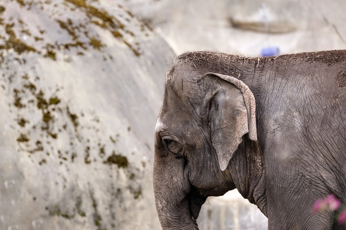 Zoo-in-NRW-bewegt-mit-Elefanten-Video-Tr-nen-in-den-Augen-