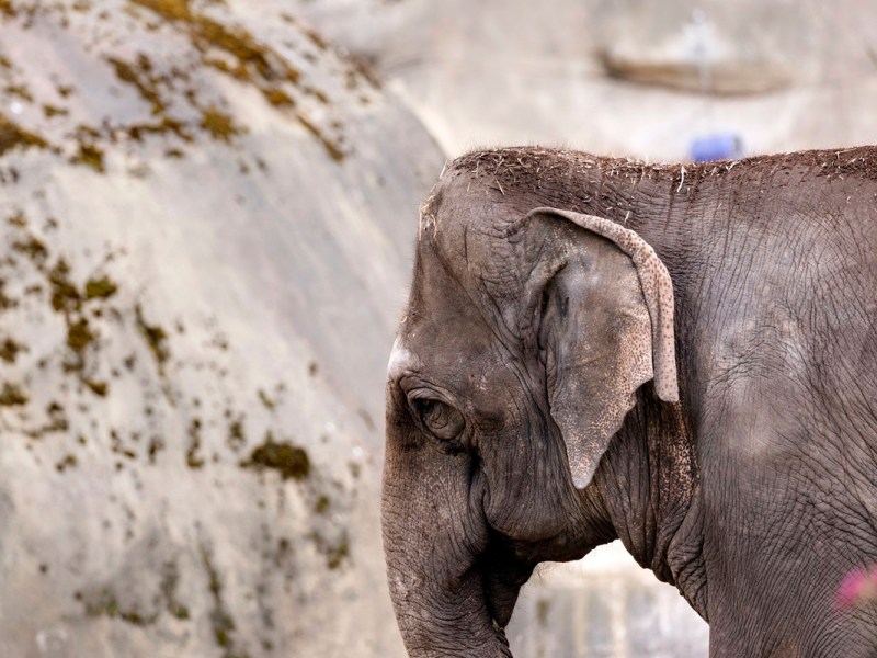Zoo in NRW bewegt mit Elefanten-Video – „Tränen in den Augen“