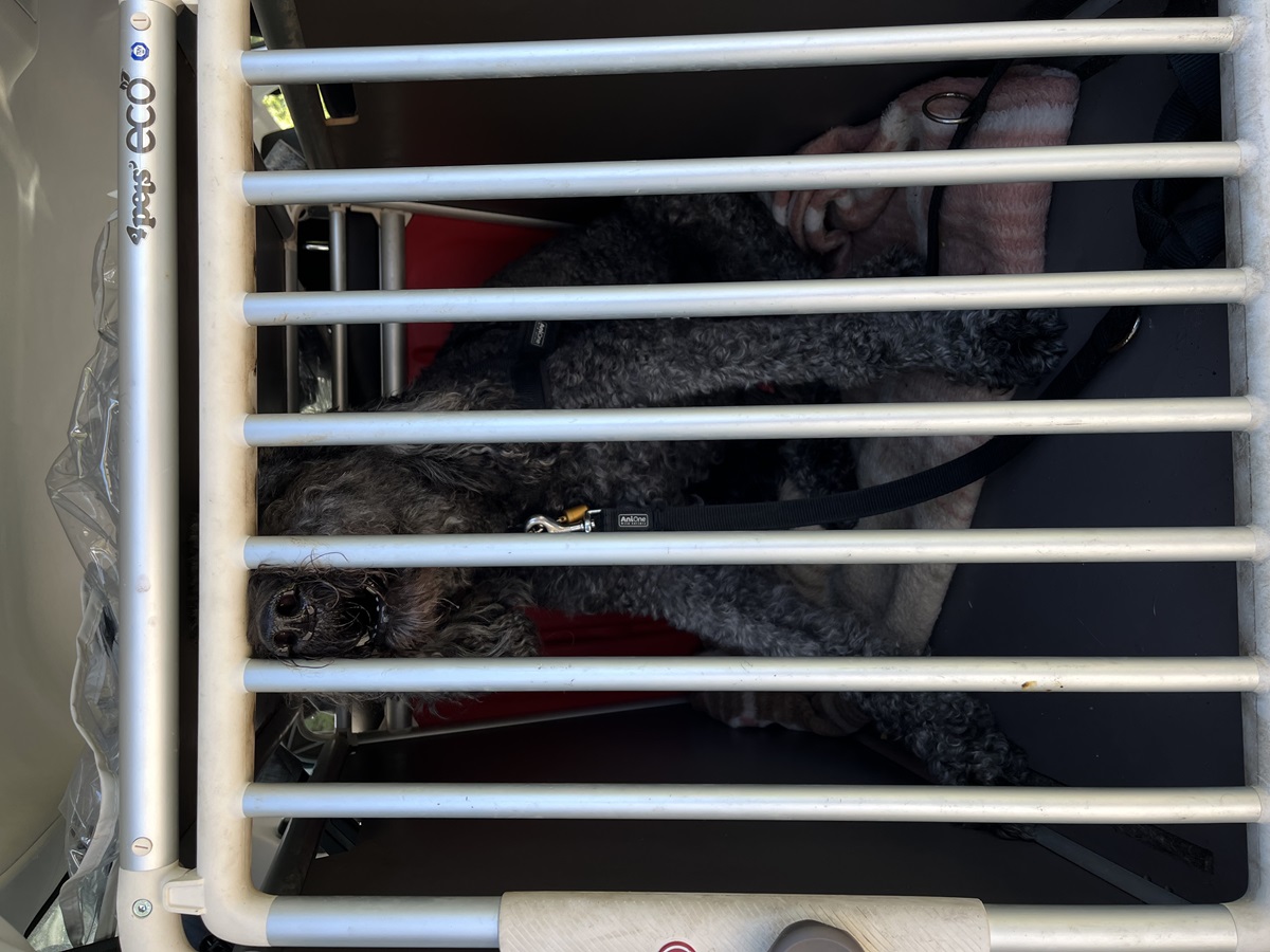 Hund in Essen bei sengender Hitze im Auto gelassen – Passantin zögert keine Sekunde