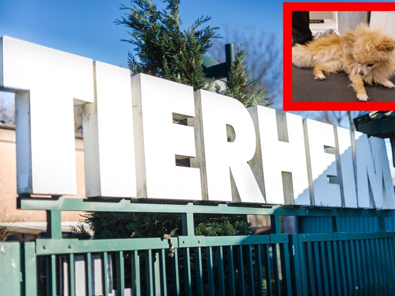 Hund „so gut wie verhungert“ – Tierheim Bochum hat bösen Verdacht!
