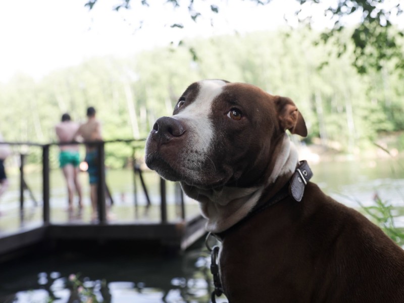 Tierheim in NRW alarmiert – tückische Gefahr für Hunde