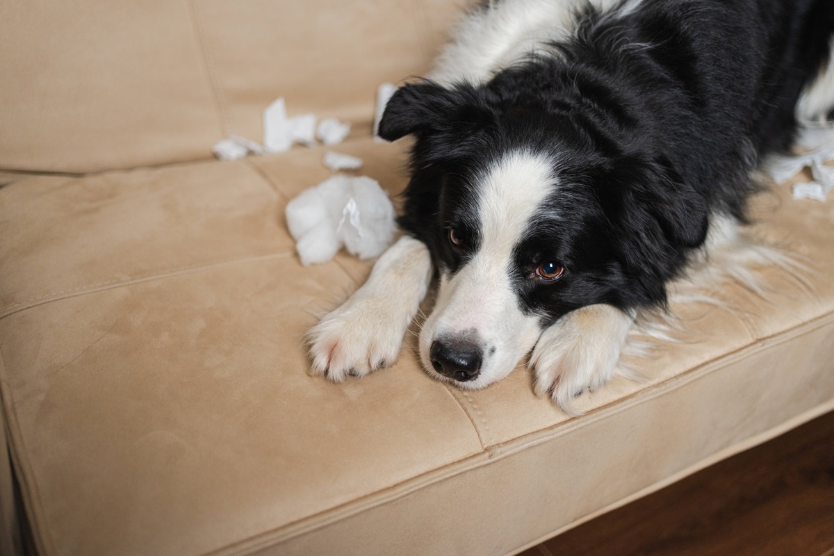 Riesen-Knall-in-den-Niederlanden-Hunde-Besitzer-aus-NRW-blicken-neidisch-ins-Nachbarland