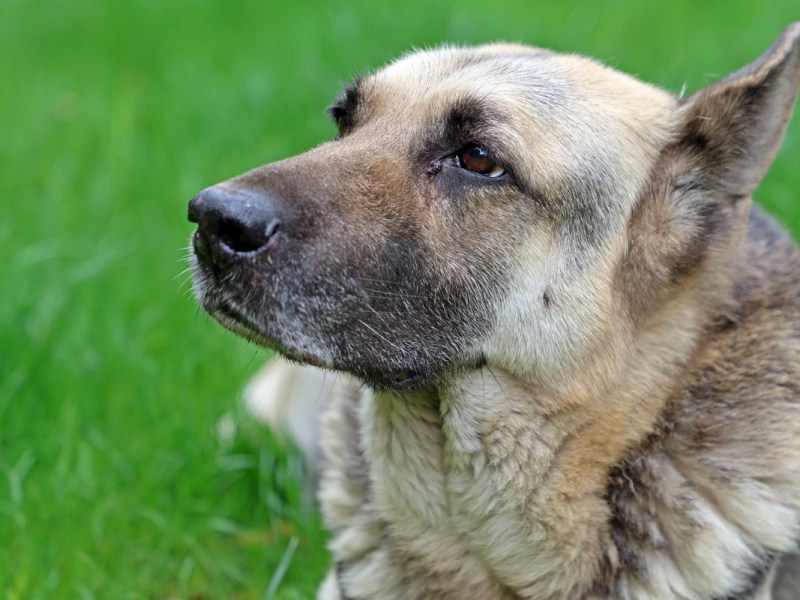 Mann schleift seinen Hund zu Tode – und überlebt Rache-Aktion nur knapp