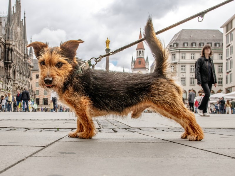 Neues EU-Gesetz betrifft Hund und Katze – Haustier-Besitzer müssen handeln
